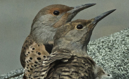 Pair of Northern Flickers