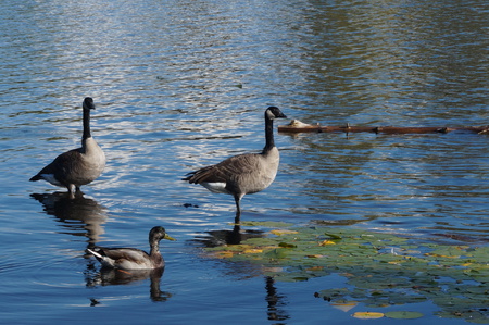 Goose, Goose, Duck