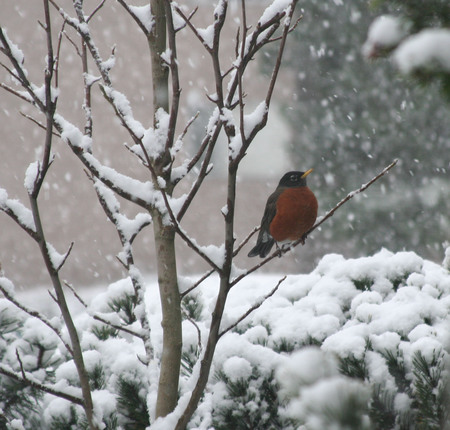 First Snowfall