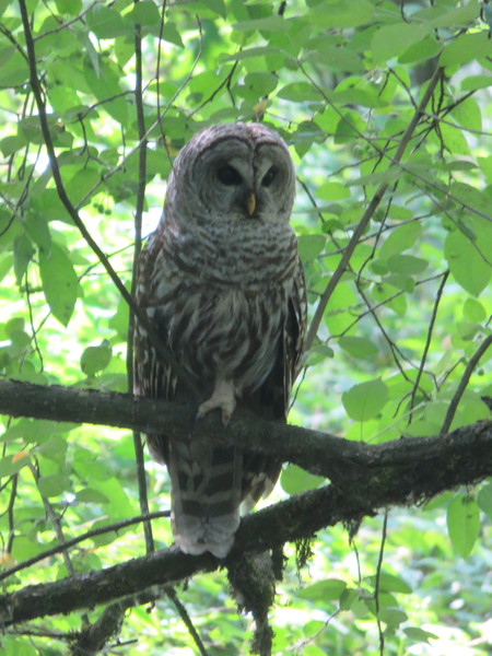 Owl in the daytime