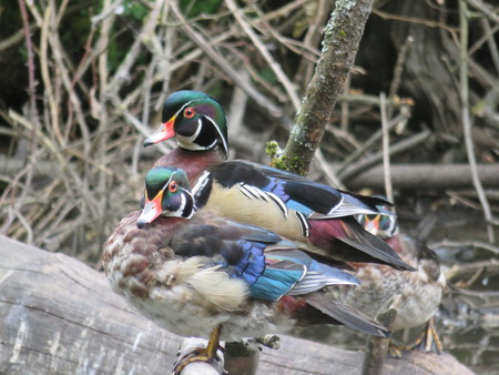Wood ducks resting