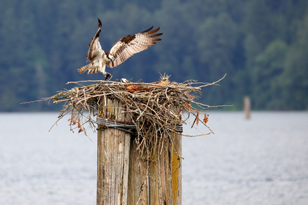 Bringing home dinner