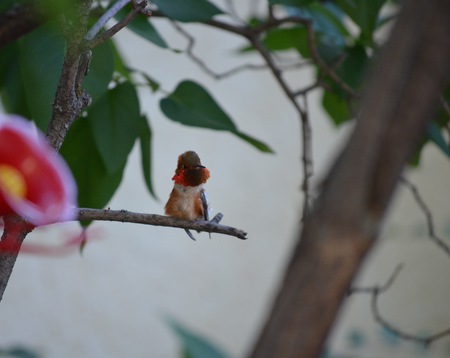 Hummingbird looking cute