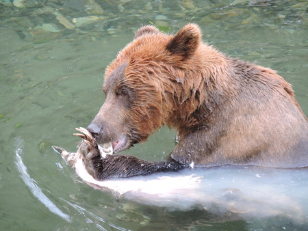 Salmon Run Dining