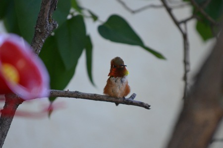 Hummingbird in lilac bush