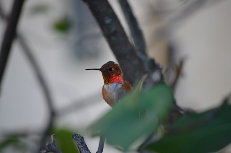 Rufus Hummingbird