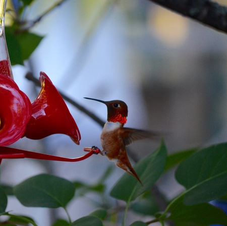 Rufus Hummingbird at feeder