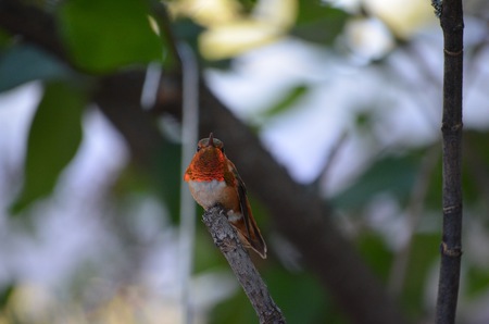 Rufus Hummingbird on branch