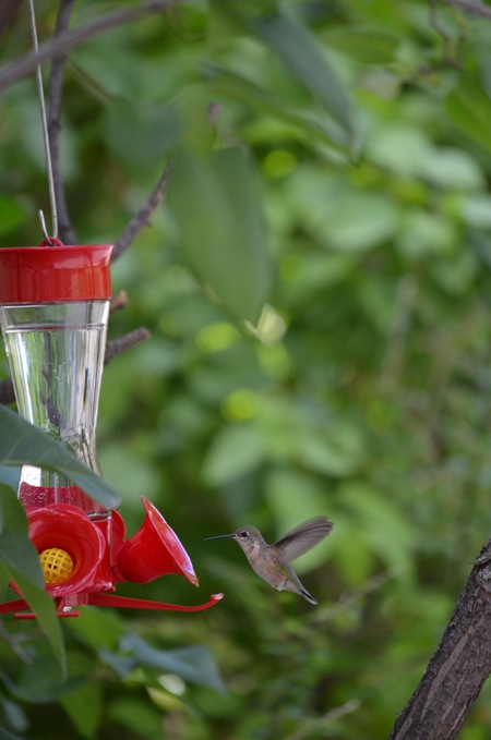 Hummingbird at the feeder, at the right moment.