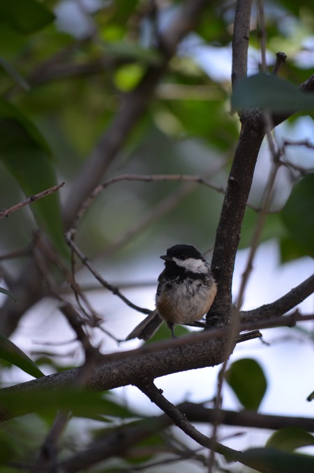 Chickadee