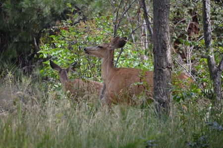 Doe and Fawn