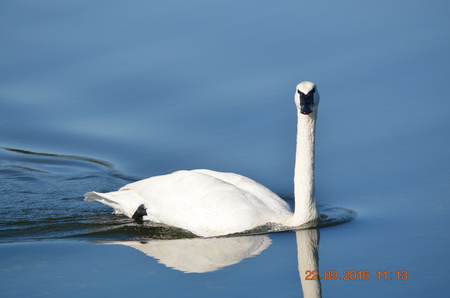 Trumpeter Swan in Esquimalt lagoon