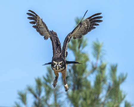 Owl in Flight