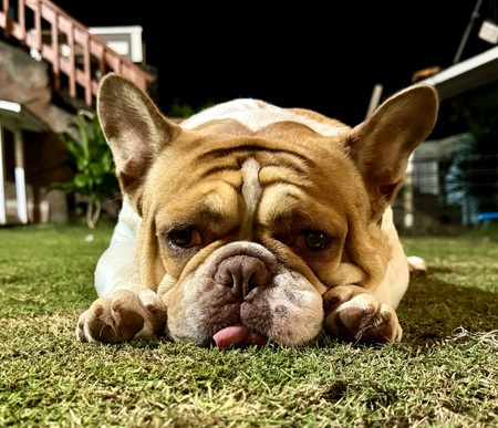 Goobee