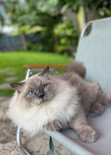 Royal