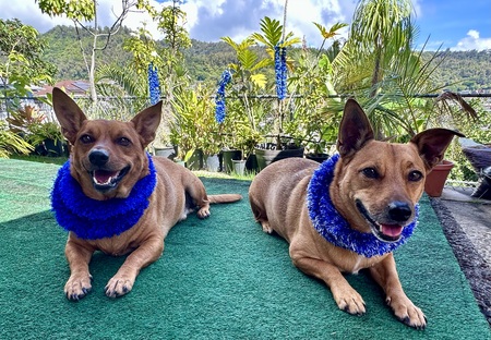 Koa & Kiawe