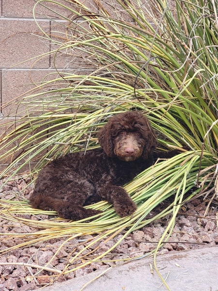 Mālie