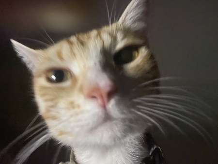 Anakin