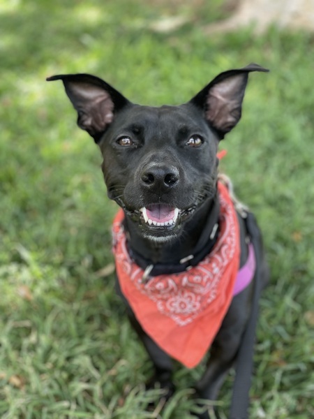Koda