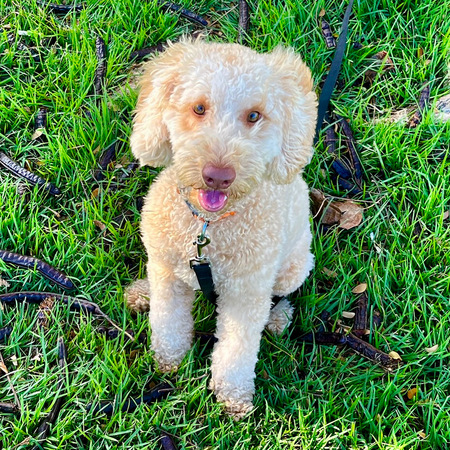 Hana