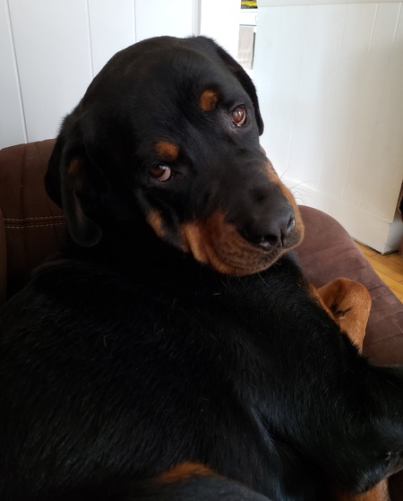 Boe 