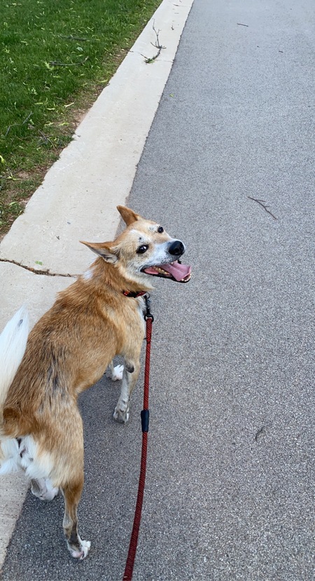 Odie