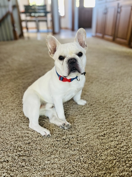 Louie