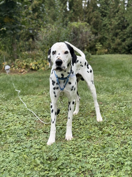 Pongo