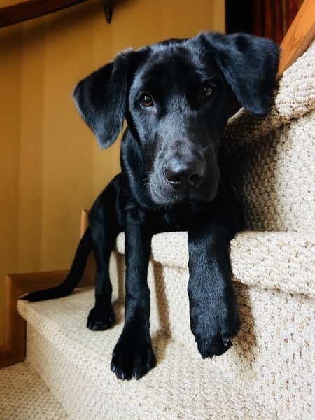Loki