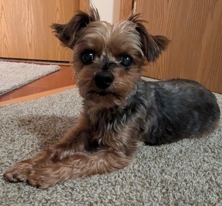 Samson
