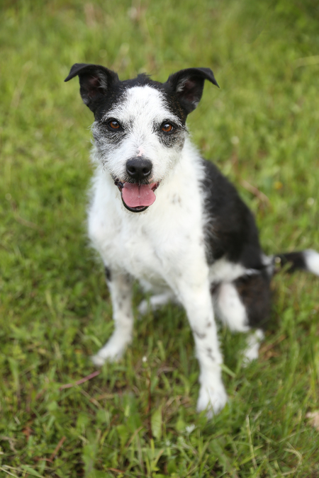Bo