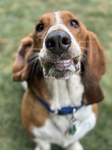 oliver 