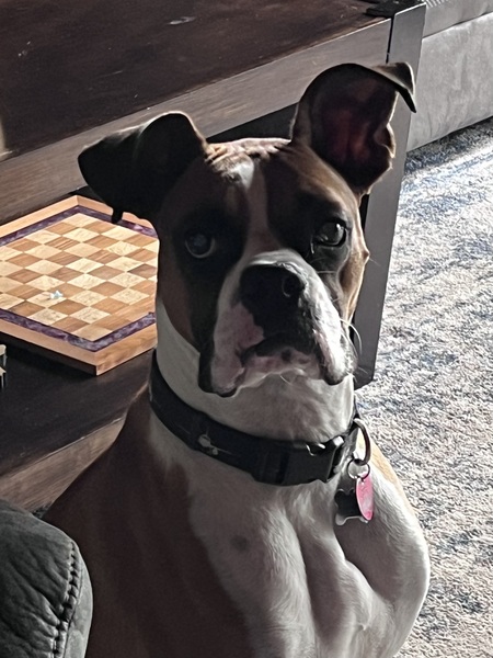 Maverick 