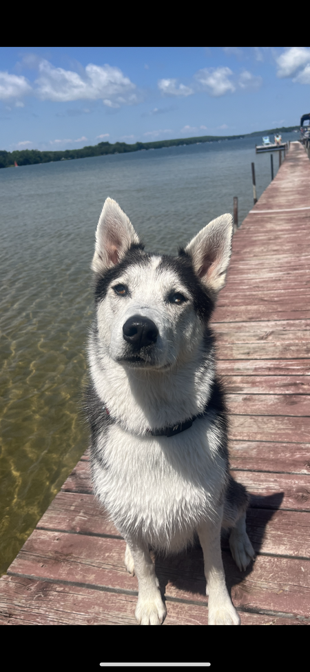 Meeko 