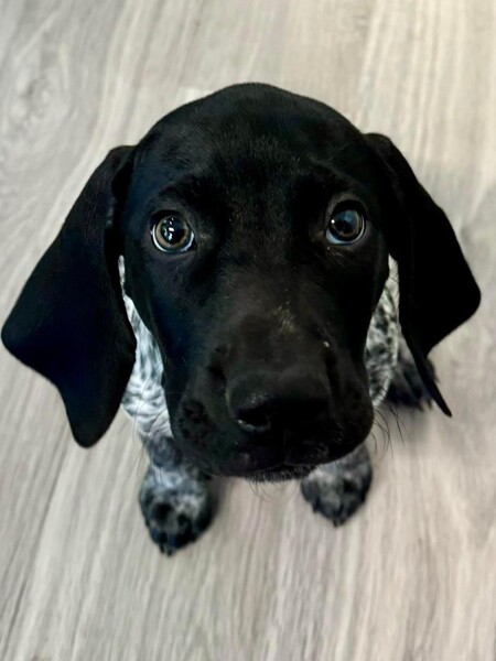 Jett