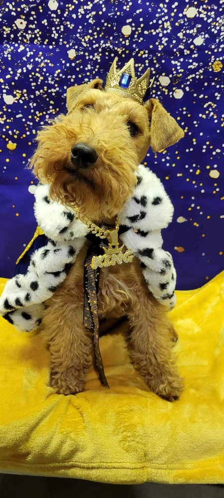 Winston The Welsh Terrier 