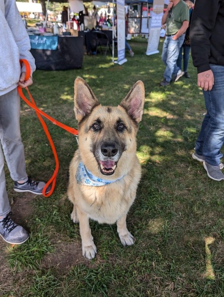 Louie - Adopt Me!