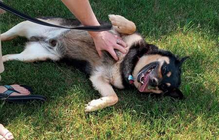 Shorty - Adopt Me!