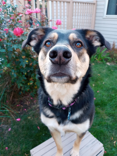 Mollie