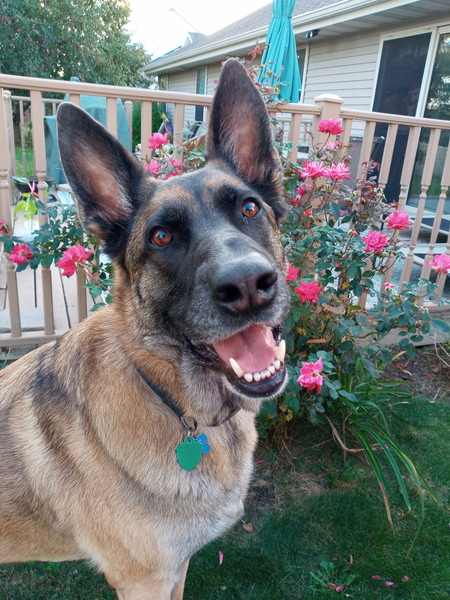 Rudi