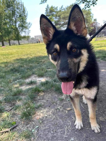 Lemon Zest - Adopt me!