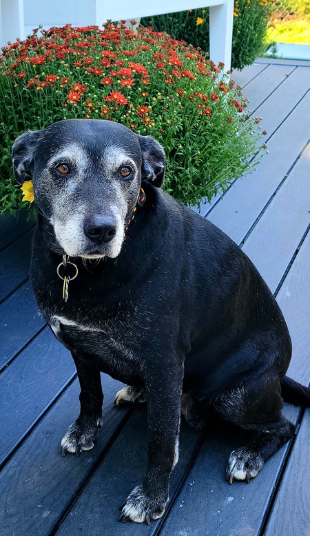 Gracie
