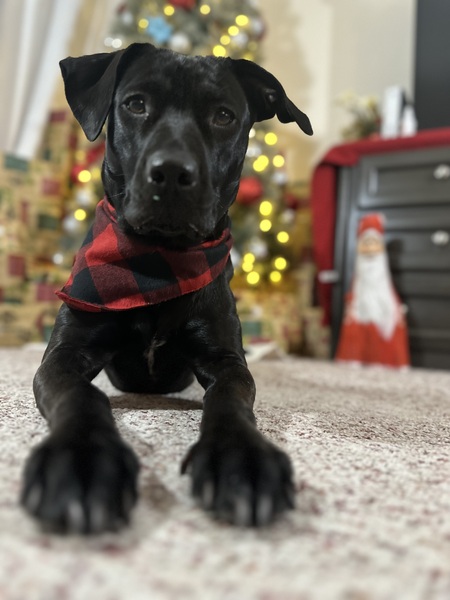 Myla