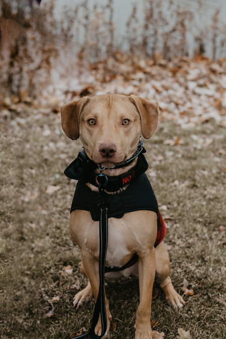 Nash