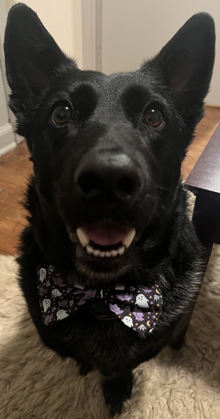 Onyx 