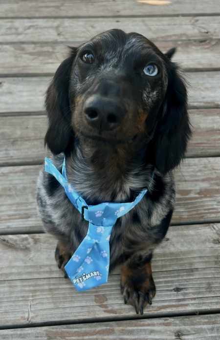 Woody