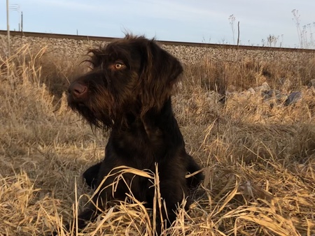 Augie