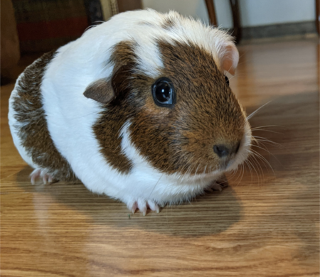 Oreo 