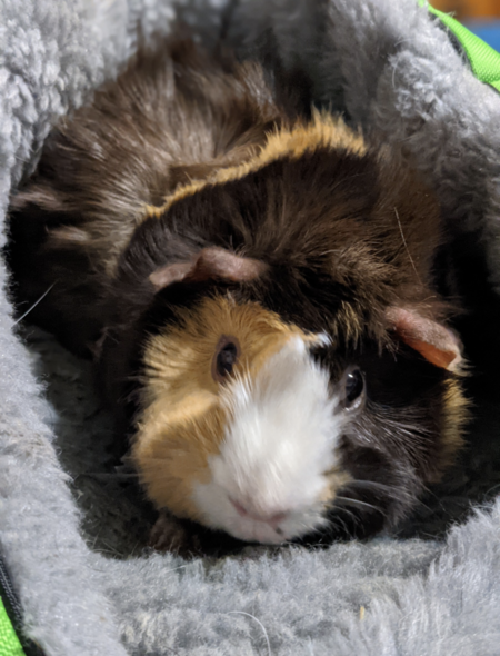 Gizmo