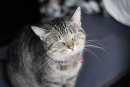 Mischief a.k.a. Ms. Chief